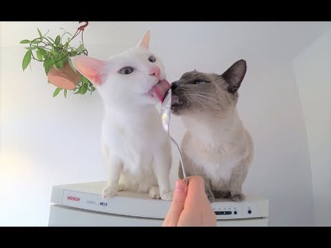Video: Herzblock Oder Leitungsverzögerung (links Anterior) Bei Katzen