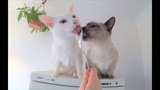 Anleitung: Wie man Katzen-Streit schlichtet Teil 2 - Extremfälle & Zusammenführung mit neuer Katze