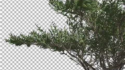 Umbrella Thorn Thin Tree Branches Are Swaying | Motion Graphics - Envato elements