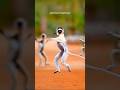 The Dancing Monkey From Madagascar Sifaka Shorts Animals