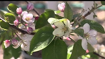 Frost Could Damage Plants, Hinder Fruit Harvest