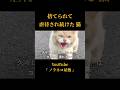 捨てられて虐待され続けた猫【後編】【野良猫保護】