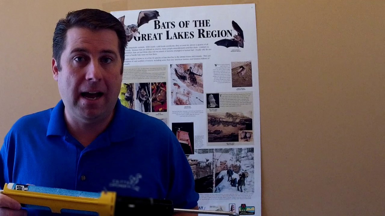 Do-it-yourself Bat Removal