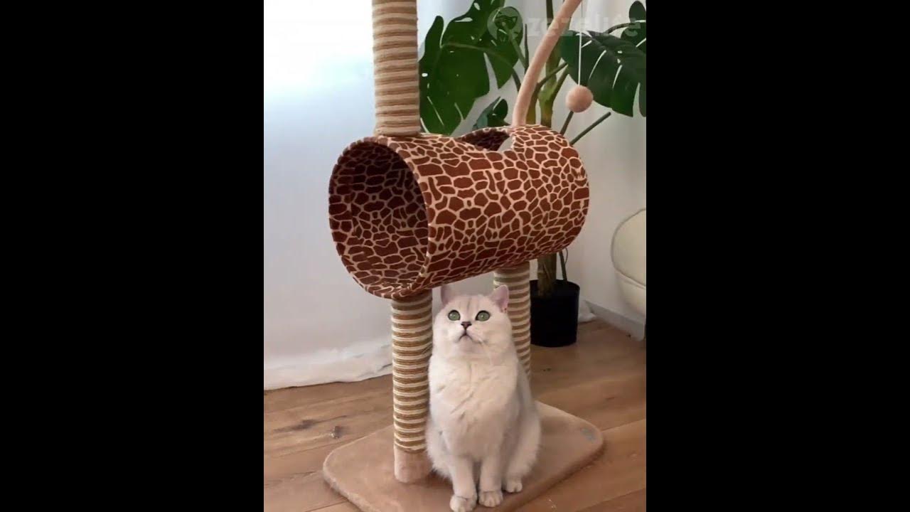 Giraffe Cat Tree Zezelife YouTube