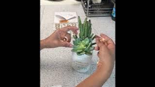 Minetom 12 Pack Fairy Lights Battery Operated String Lights, 8 Modes & Timer, 7ft 20 LED