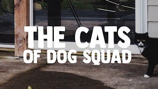 Cats of Dog Squad