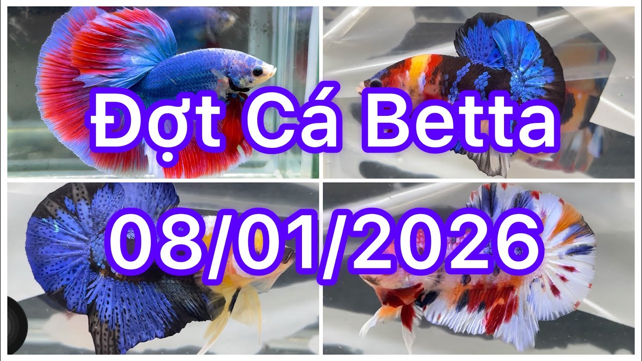 Đợt Cá Betta 08/01🍀🌈Betta Nemo | Betta Multicolour | Betta Metalic | Betta Halfmoon | Bình dân đẹp