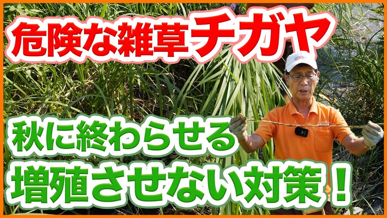 家庭菜園や農園の厄介な雑草チガヤから作物を守る!秋のうちに対策したい!チガヤを増殖させない管理のポイントとチガヤの特性を徹底解説!【農園ライフ ...