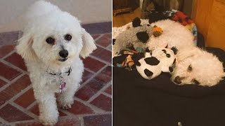 Dog Depressed Over Loss of Puppies Treats Stuffed Animals Like Her Children