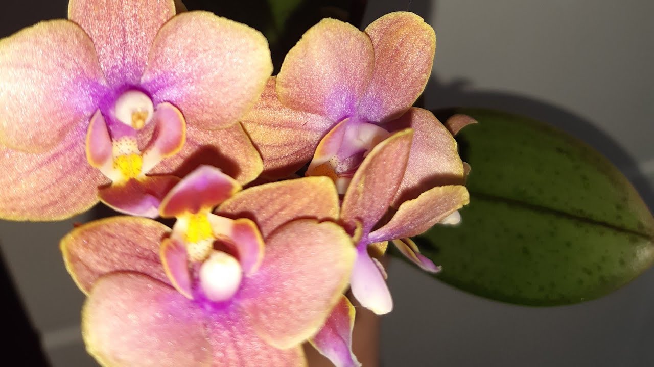 Свежий завоз орхидей в Леруа Мерлен г. Кемерово 23.06.2020. - YouTube