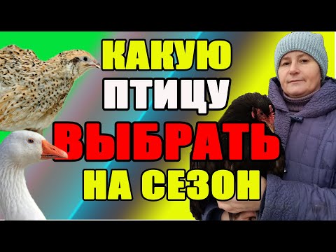 Какую птицу ЛУЧШЕ брать на сезон.