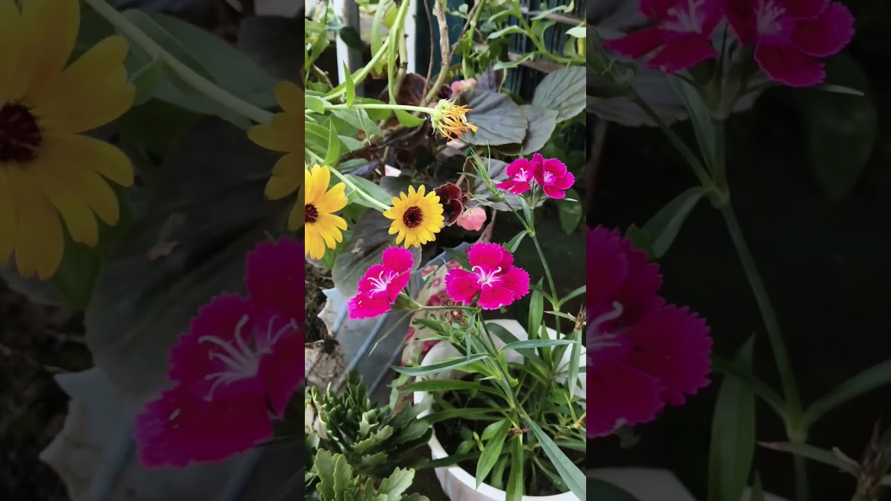 beautiful flowers in rainy season..i..#flowers #mousamk #yellow