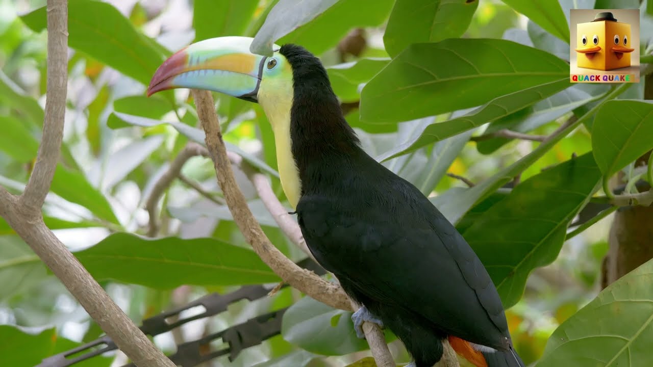 4K | beautiful Colorful (some rare) Birds| Sounds of birds to relax, sleep, meditate, study or work