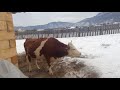 Танцы счастливой коровы🐂