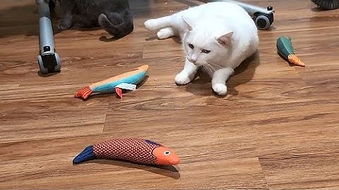 Our cats LOVE their new cat toys!