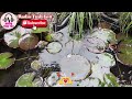 Cực Phê Luôn : " DÌ HOA " | Truyện Đêm Khuya Hay Nhất 2025