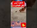 كتكوت شجاع اكسبلور 