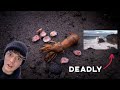 Most Parasite Infested Shrimp and Deadly Waves!