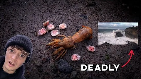 Most Parasite Infested Shrimp and Deadly Waves!