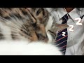 【ASMR囁き】画面いっぱいのかわいい with うちの子紹介🐱【前編】
