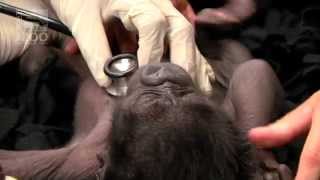 The Gorillafication of Baby Gorilla Kamina Begins - Cincinnati Zoo