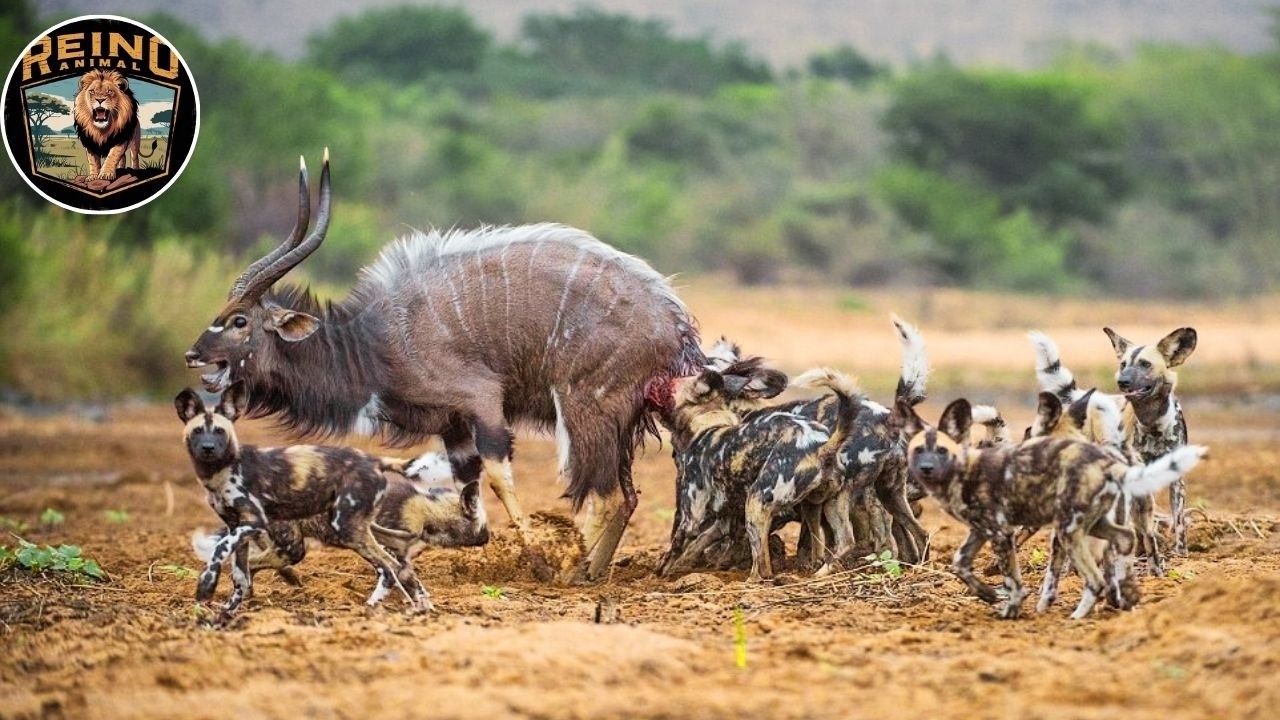 Perros Salvajes Africanos –El Arte de Cazar en Manada en el Mundo Salvaje 