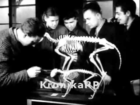 PKF 1948 37