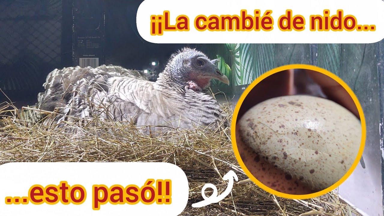 Cambié de lugar a mí jolota hechada, y esto pasó... 😔  #pavos #maternidad #granja #vida