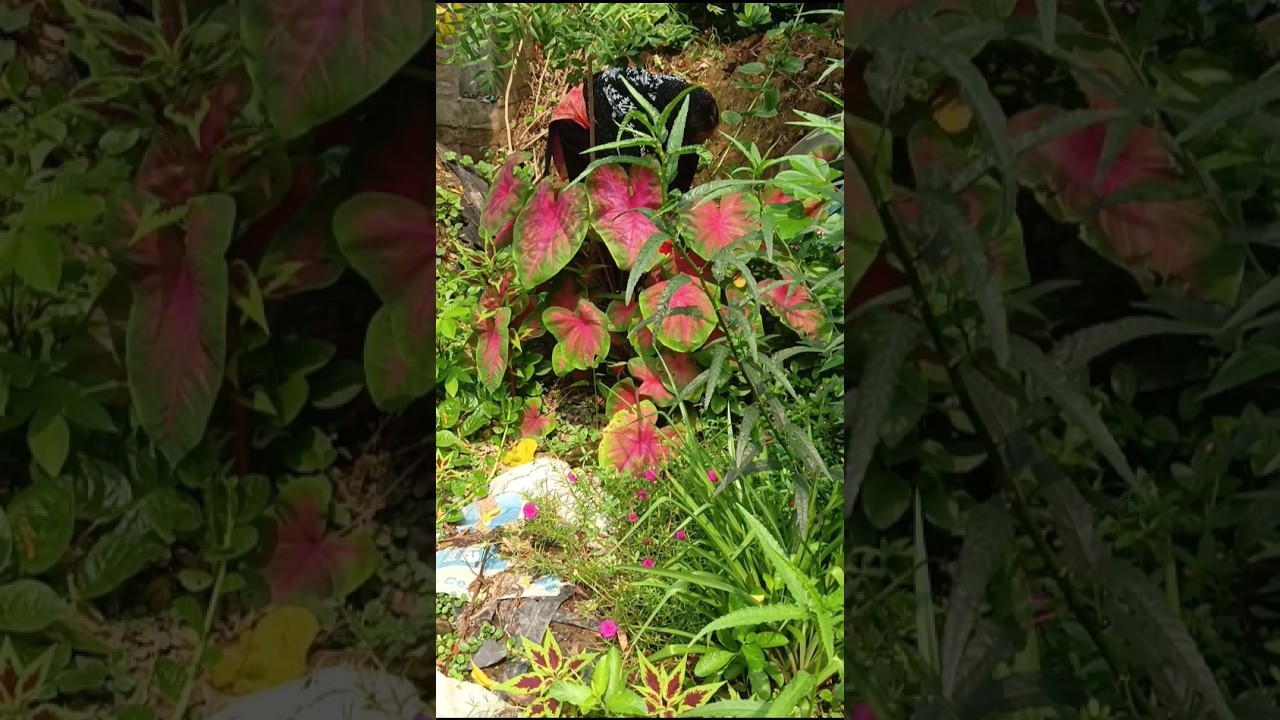 অন্যের বাড়ি ঢুকে গাছ চুরি করলাম 😲#youtubeshorts #gardening #shorts #shortvideo