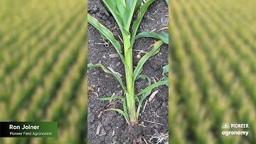 Staging Corn for a Safe Herbicide Application
