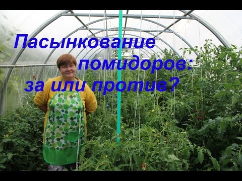 Пасынкование томатов: за или против?/Growing tomatoes.