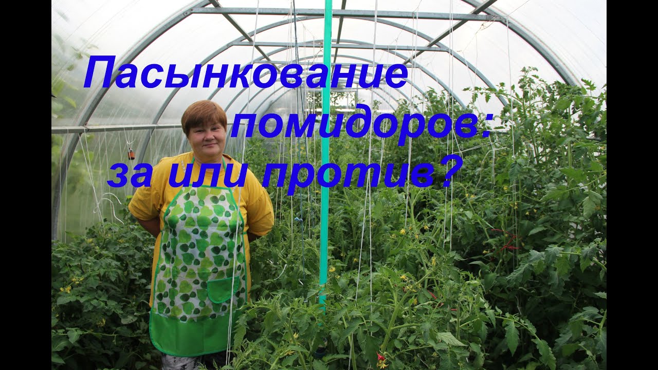 Пасынкование томатов: за или против?/Growing tomatoes.