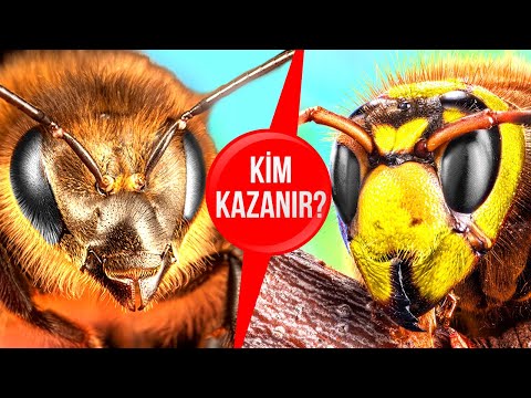 Bal Arıları, Dev Eşek Arılarına Karşı. Savaşı Kim Kazanır?