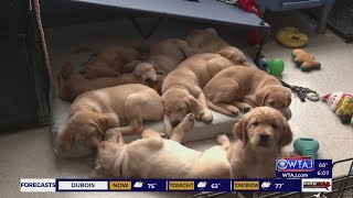 SCI Somerset inmates train puppies to become service dogs Wealth
