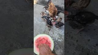 🍉 day for 🐣 and hens #aseel #aseelmurga #roosterfarm #birds #murga #rooster #chicken #swataseels