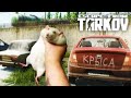 КРЫСЫ ПОВСЮДУ... ESCAPE FROM TARKOV ТАРКОВ EFT