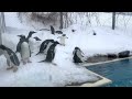 おたる水族館　ジェンツーペンギン　カラスが入ってきた❗️