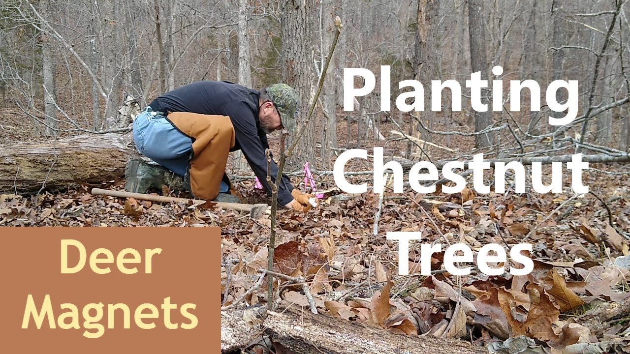 Planting Dunstan & Chinese Chestnut Trees YouTube