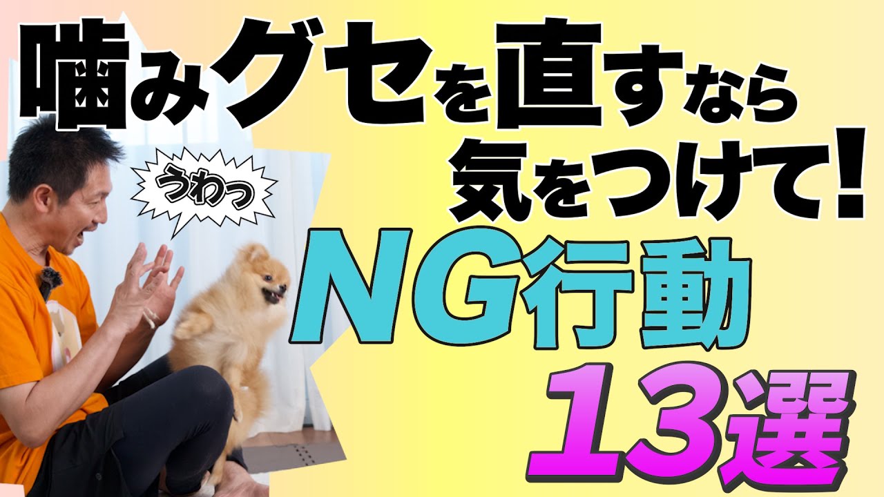 犬の噛み癖が治らない時の失敗しないしつけ法！