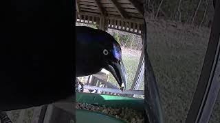 #FLAMEWOOD #Birds #Wildlife #Nature #Shorts #FLAMEWOOD #Birds #Wildlife #Nature #BirdFeeder