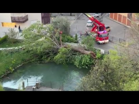 Video Treviso, ucciso da un albero secolare mentre pesca in centro città con un amico: morto a 39 anni