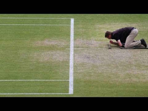 The challenges of maintaining a grass court