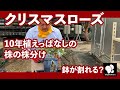 クリスマスローズ 10年植えっぱなしの株の株分け　◆横山園芸 公式◆　【2023】