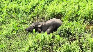 buffalo sound #shots #instagramtrending #youtubetrending by Vishvasichalum illenkilum 33 views 1 month ago 18 seconds