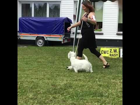 Wideo: Pies Rasy Lakeland Terrier Hipoalergiczny, Zdrowy I Długowieczny
