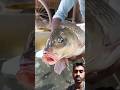 Underwater Fishing |Best Fishing Video #shorts #fishing #machhali