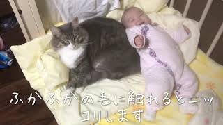 赤ちゃんのクッションになる猫 ノルウェージャンフォレストキャット A cat that becomes a baby's cushion