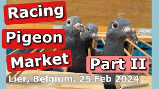 Racing Pigeon Market Lier, Belgium (25 February 2024)  Part II