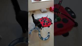 Chats en vacances - La vidéo du jour : 14/05/2024 :-)