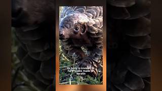 Save the little armored guardian